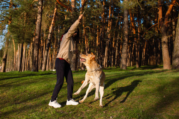 Urocza młoda dziewczyna trenuje swojego złotego Labradora Retrievera w wiosennym lesie. Dziewczyna i jej pies bawią się razem. - Zdjęcie, obraz