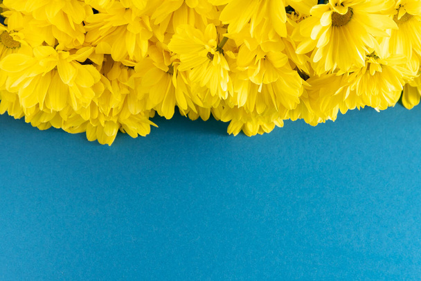 Yellow chrysanthemum flowers. Flower close-up. Floral flowers on blue background. Copy space. - Photo, Image