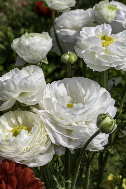 Witte bloemen van gecultiveerde tuin boterbloemen op een wazige achtergrond. Ranunculus bloemen. Witte bloeiende bloemen. - Foto, afbeelding