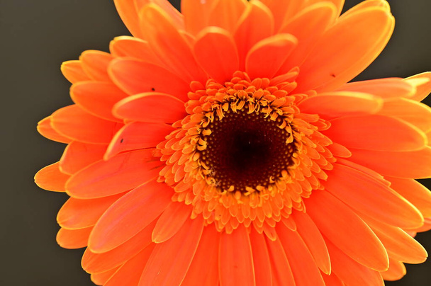 Красива помаранчева квітка гербери на чорному тлі
 - Фото, зображення