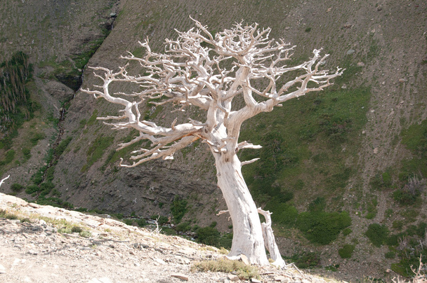 bir dağ yamacında Stark ağaç - Fotoğraf, Görsel