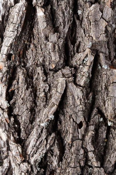 casca textura da árvore
 - Foto, Imagem