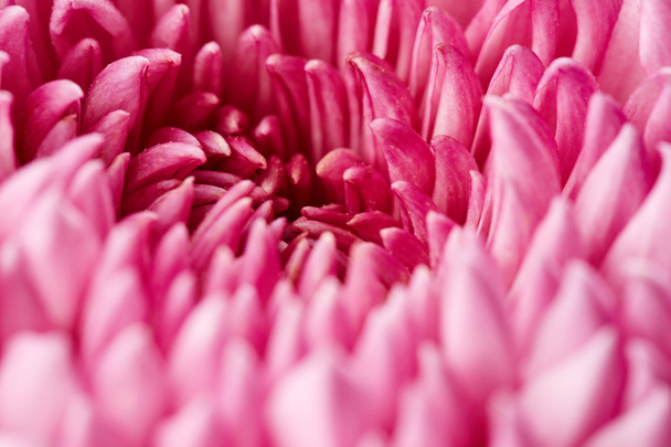 Krizantém virág - Fotó, kép
