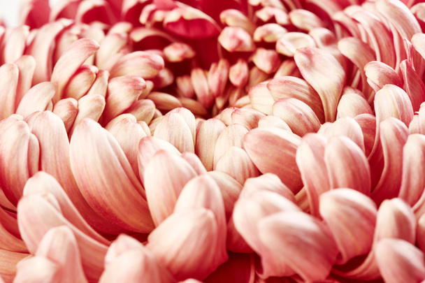 Close up of chrysanthemum flower - Фото, зображення