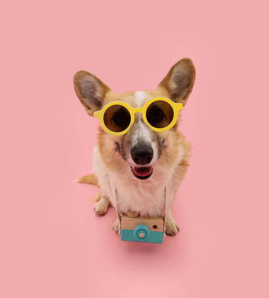 Portrait happy puppy corgi dog going on vacations or traveling. Isolated on pink pastel background - Valokuva, kuva