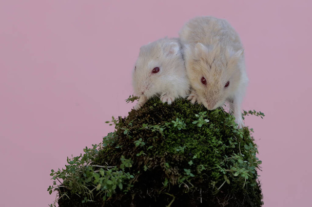 Two Campbell dwarf hamster is looking for food on a rock overgrown with moss. This rodent has the scientific name Phodopus campbelli. - Photo, Image