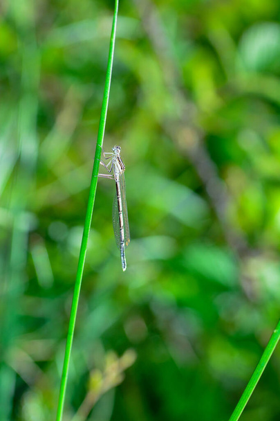 Common feather dragonfly  ( Platycnemis pennipes )  female, on a blade of grass - Photo, Image