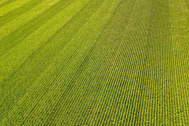 Geometrical aerial top view of a green corn field. Flying view of green corn seedlings. Corn tops in pattern. Agricultural landscape. - Foto, imagen