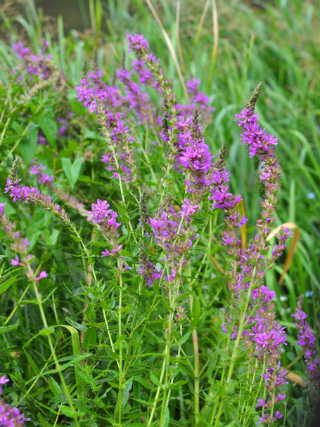 Lythrum salicaria grows in the wild on the riverbank and in wet places - Photo, Image