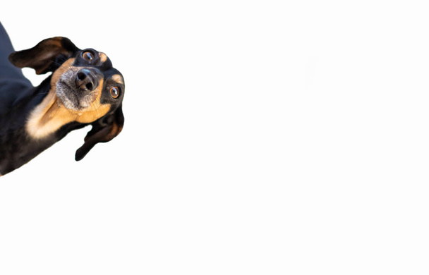 Büyük kulaklı meraklı köpek yavrusu portresi. Beyaz arkaplanda izole - Fotoğraf, Görsel