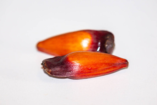 Frutos de piñón del pino parán (Auraucaria angustifolia). Pinho. - Foto, Imagen
