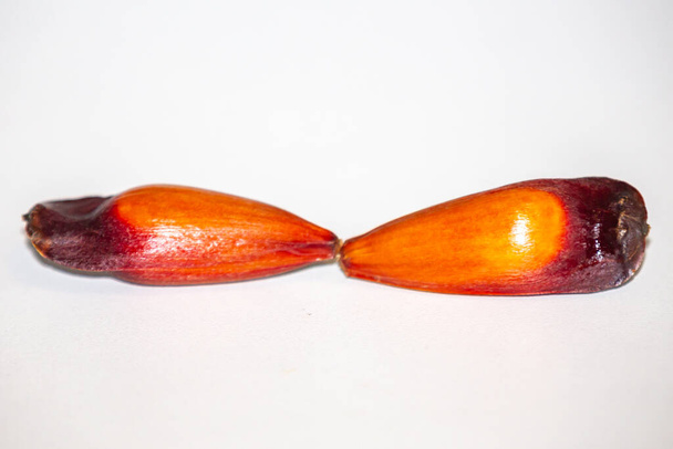 Owoce orzecha sosnowego sosny parańskiej (Auraucaria angustifolia). Pinho. - Zdjęcie, obraz