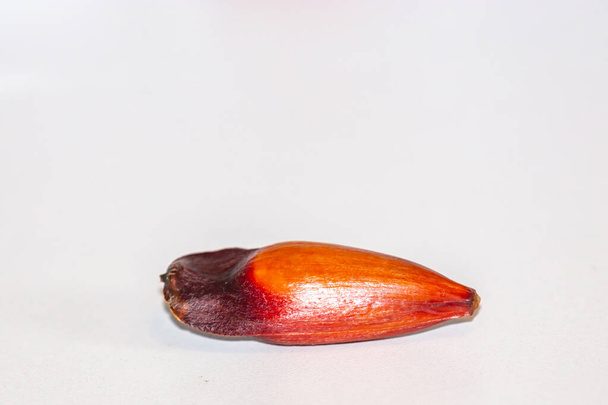パランの松の実(オーロカリア・angustifolia) 。平法 - 写真・画像