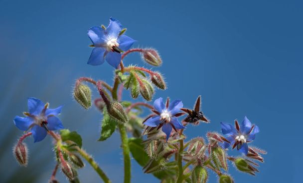 Blue flowering borage grows against a blue sky. The sun is shining. It's spring. - Photo, Image