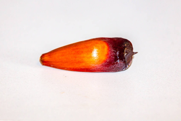 Frutos de piñón del pino parán (Auraucaria angustifolia). Pinho. - Foto, Imagen