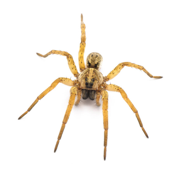 Tigrosa ansula - вид вовчих павуків у родині Lycosidae. Зустрічається в США. Передня стіна ізольована на білому фоні. - Фото, зображення