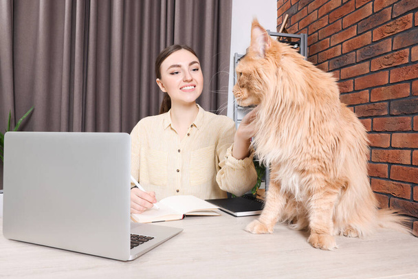 Woman with beautiful cat working at desk. Home office - Φωτογραφία, εικόνα