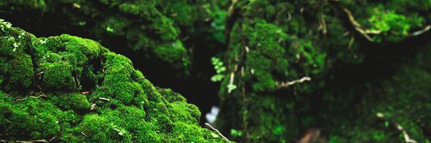 Belo musgo verde brilhante cresceu cobrir as pedras ásperas e no chão na floresta. Mostrar com vista macro. Pedras cheias da textura musgo na natureza para papel de parede. foco suave
. - Foto, Imagem