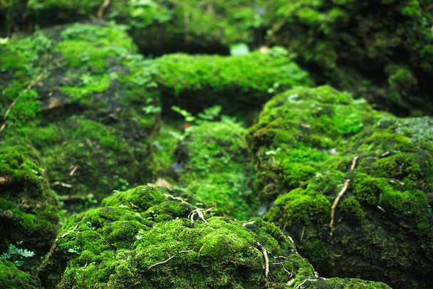 Gyönyörű élénkzöld moha nőtt fel fedezi a durva kövek és a padlón az erdőben. Megjelenítés makrónézetben. Sziklák, tele a moha textúra jellegű tapéta. lágy fókusz. - Fotó, kép