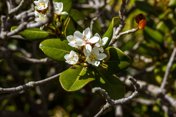 Raphiolepis umbellata w pełnym rozkwicie na gałązkach gałęzi. Biały drobny kwiat wśród zielony liść na gałąź kwitnący krzew w wiosenny letni ogród. Rośliny kwitnące na zewnątrz.  - Zdjęcie, obraz