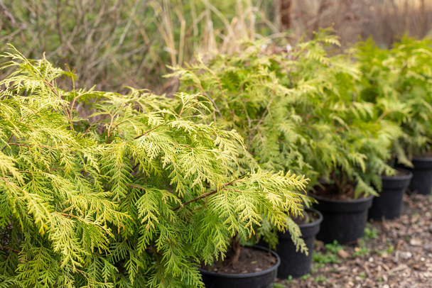 Young thuja plants in pots on tree farm. Close-up. - Photo, Image