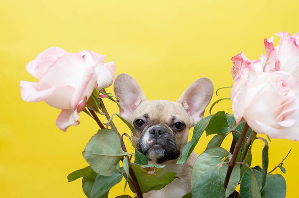 Francuski buldog wydziera się ze środka bandy różowych róż, patrząc uważnie prosto w kamerę. Żółte tło studio fotograficzne i dużo miejsca na tekst. - Zdjęcie, obraz