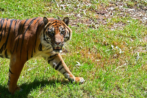 Egy szumátrai tigris portréja, amint a kamerába néz.. - Fotó, kép