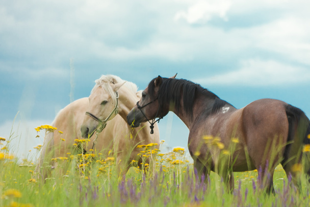 yeşil çim üzerinde atlar - Fotoğraf, Görsel