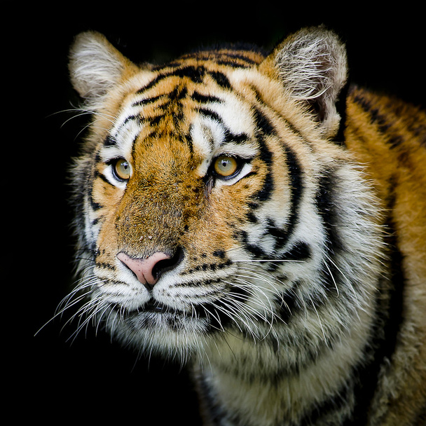 Tiger background - Fotoğraf, Görsel