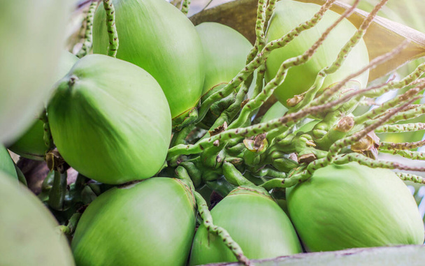 čerstvé kokosové ovoce připravené sloužit jako nápoj. Kokosový strom na krásném přírodním světle. - Fotografie, Obrázek