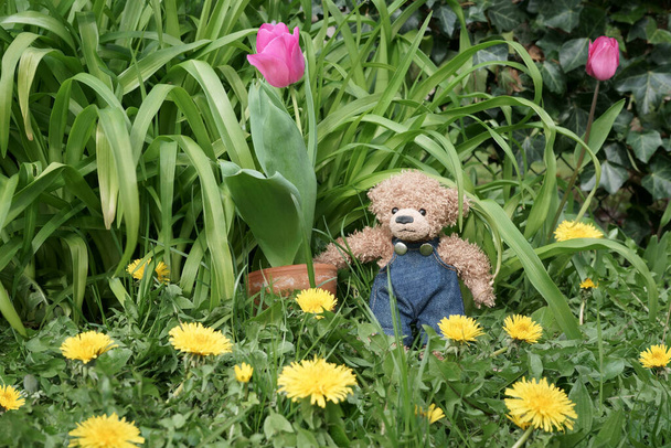 A Teddy bear standing in a garden by a flower pot with a tulip. Yellow Dandelion flowers scattered around the grass. - Zdjęcie, obraz