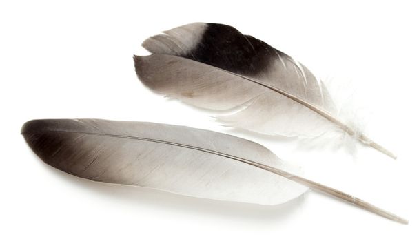 Bird feather isolated - Photo, Image