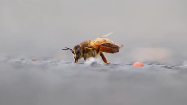 Jednotlivé včely na zemi upravovat křídla a nohy před sběrem pylu jako důležitý opylovač pro produkci medu v close-up makro pohled s podrobnými křídly a včelí tělo v nízkém úhlu pohledu na ulici - Záběry, video