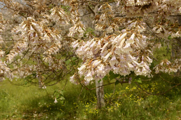 Paulownia-Baumblüte. Weiße Blüten, verblassend. Ein Garten voller blühender Bäume. Adams Baum oder der Baum des Lebens (Japan, Kiri) - Foto, Bild