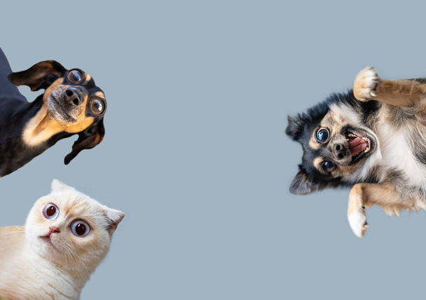 Close-up portret van grappige hond en vrolijke kat met gekke grote ogen geïsoleerd op blauwe achtergrond. Portret van verraste dieren met wijd open ogen. - Foto, afbeelding