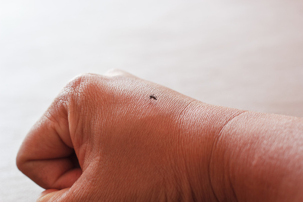mosquito en la mano
. - Foto, Imagen
