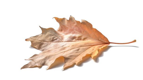 Podzim suchý javorový list izolované na bílém pozadí. - Fotografie, Obrázek