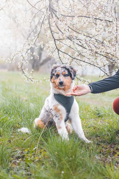 Parent gets the attention of his child and hands him a piece of snack on a trip in nature. An Australian Shepherd puppy looks at his owner's hand and waits for a treat. - Φωτογραφία, εικόνα