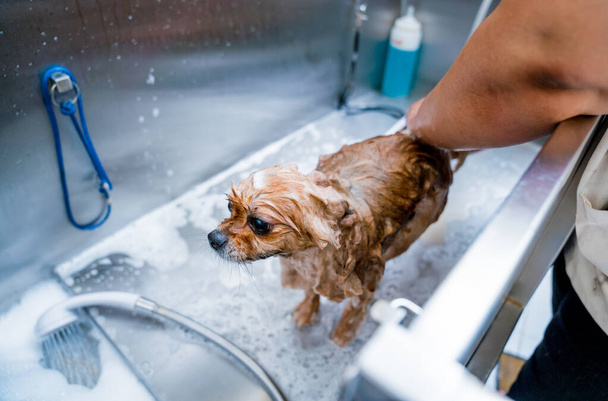 Pfleger wäscht Pommerschen Hund im Bad des Pflegesalons. - Foto, Bild