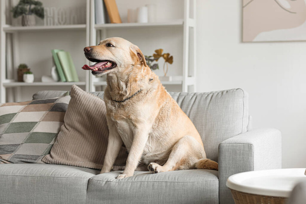 Χαριτωμένο Λαμπραντόρ σκυλί κάθεται στον καναπέ στο σπίτι - Φωτογραφία, εικόνα