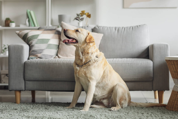 Niedlicher Labrador-Hund sitzt zu Hause auf Teppich - Foto, Bild