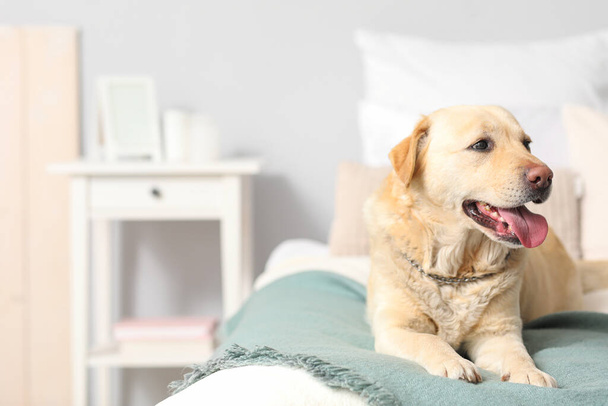 Cute Labrador dog lying in bedroom - 写真・画像