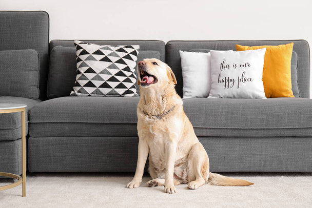 Cane carino Labrador seduto su tappeto a casa - Foto, immagini