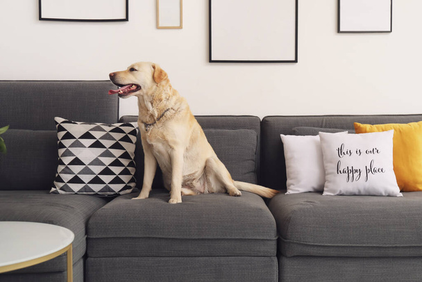 Mignon chien Labrador assis sur le canapé à la maison - Photo, image