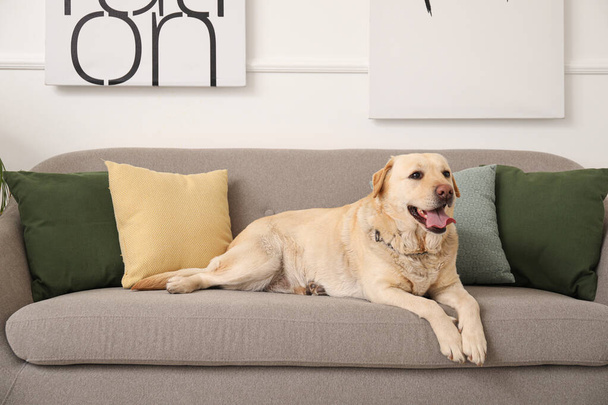 Cute Labrador dog lying on sofa at home - Fotó, kép