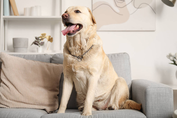 Χαριτωμένο Λαμπραντόρ σκυλί κάθεται στον καναπέ στο σπίτι - Φωτογραφία, εικόνα