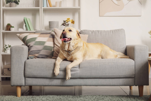 Cute Labrador dog lying on sofa at home - Foto, immagini