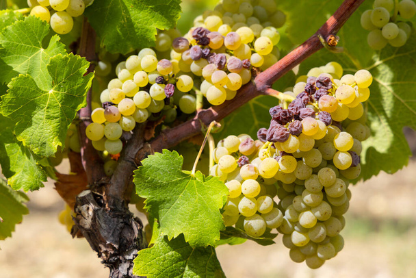 Типичные виноград с botrytis Cinerea для сладких вин, Sauternes, Бордо, Аквитания, Франция - Фото, изображение