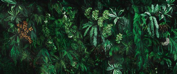Herb wall, plant wall, natural green wallpaper and background. nature wall. Nature background of green forest - Zdjęcie, obraz