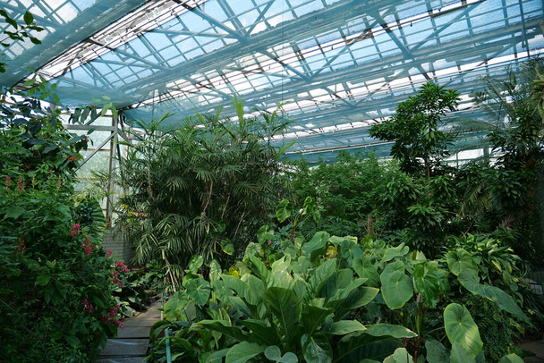 Healthy green trees grows in greenhouse, ecological balance of planet, natural clean production and nutrition - Foto, Imagem